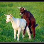 Co se v mládí naučíš ... :)